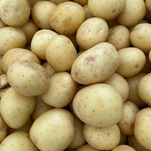White Potato