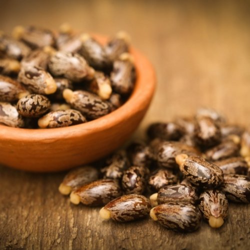 Castor Seeds 